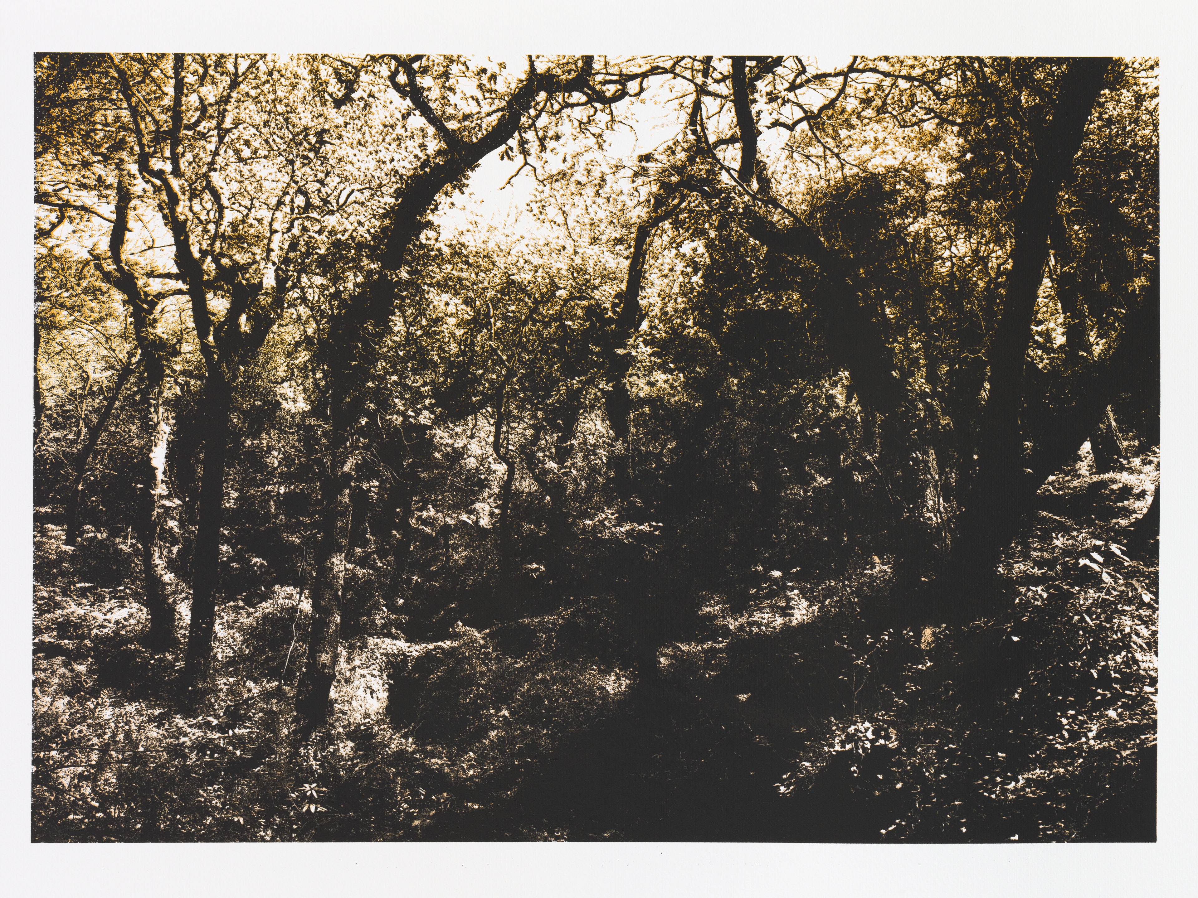 "So os caminhos eram meus XI" 50 x 70 cm. silkscreenprint (2013)t