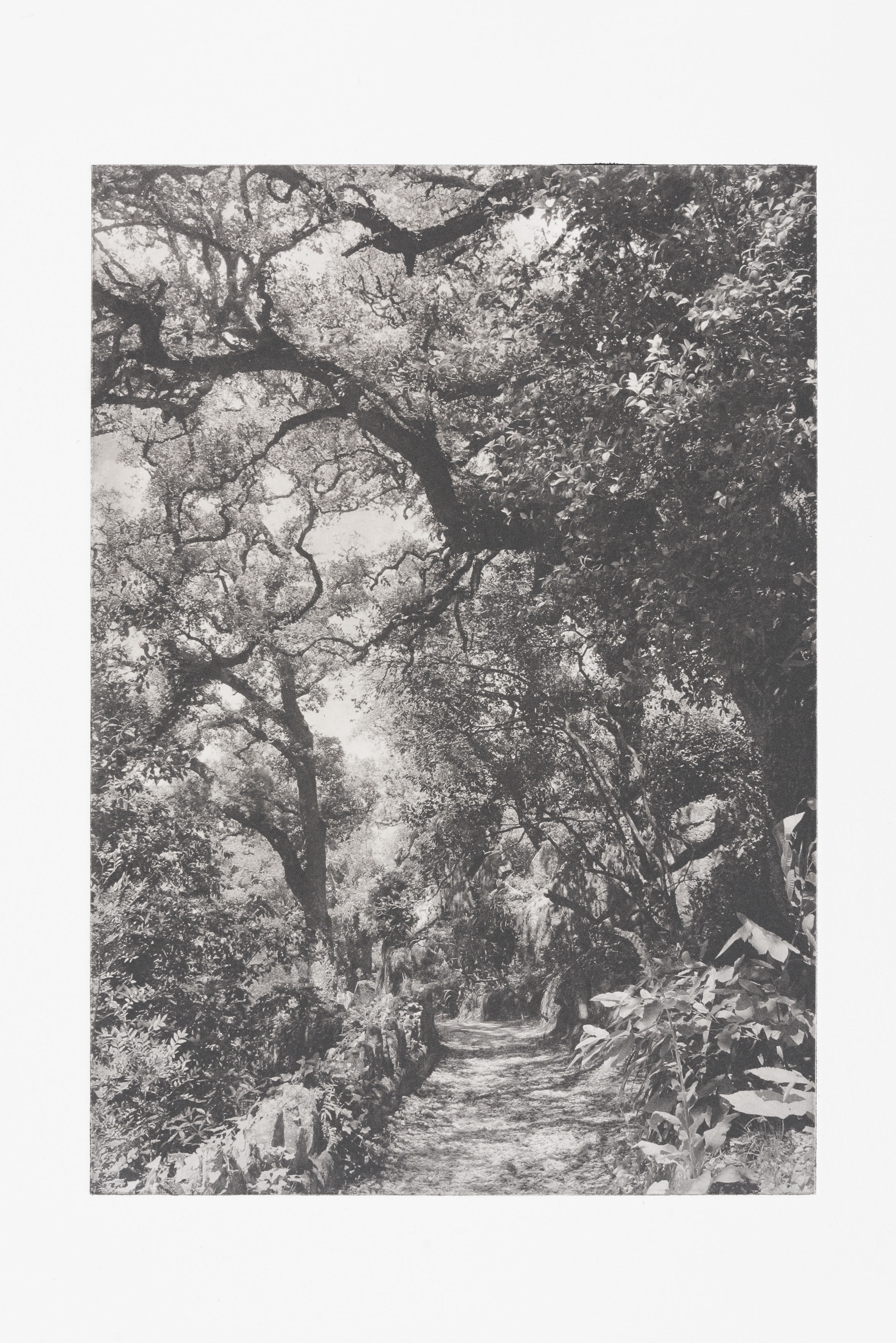 "Floresta" 51 x 33 cm. toyobo print (2014)