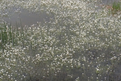 "Ranunculus I" 19,5 x 14,5 cm. photo (2012) edition of 8