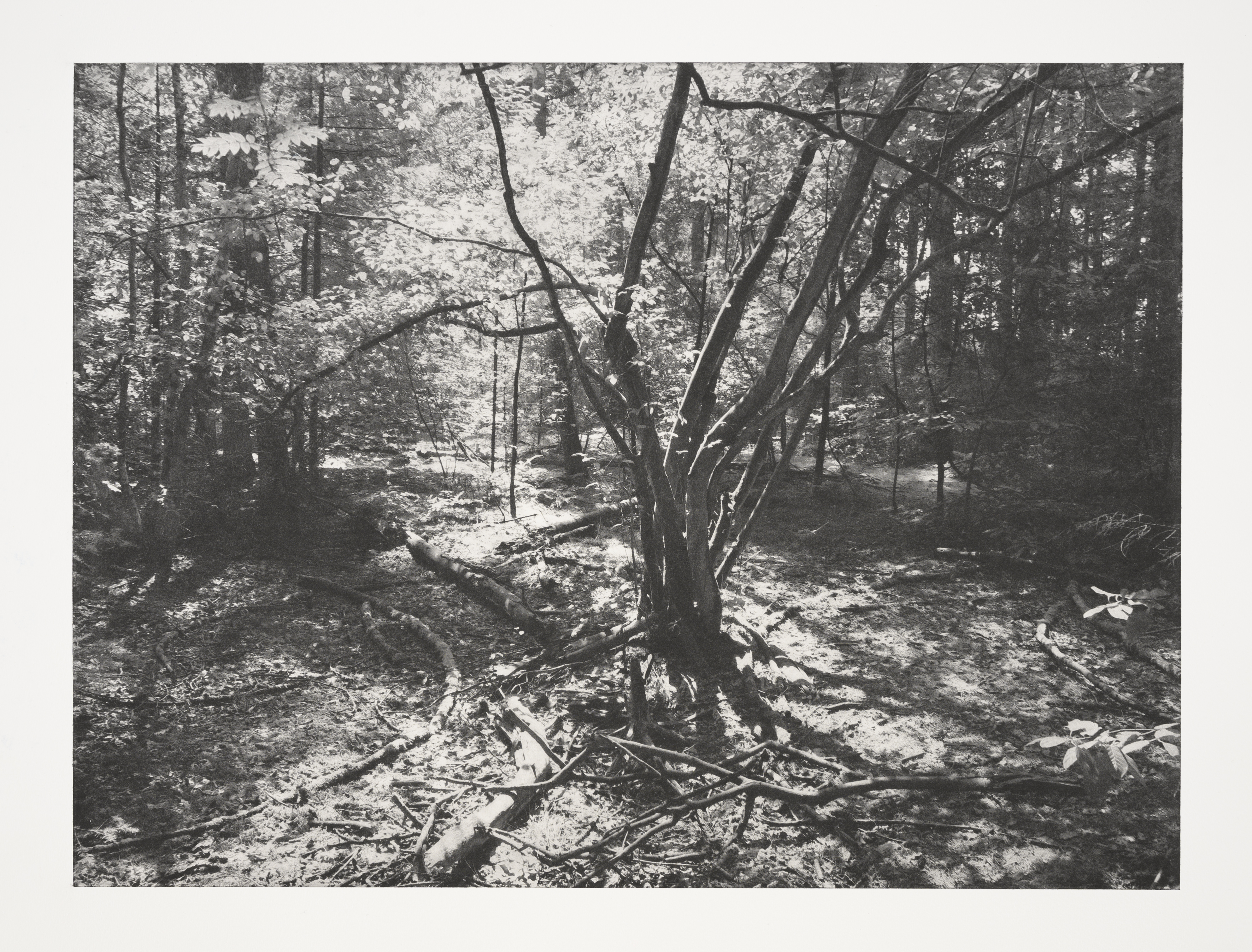 "Levensboom" (2022), 50 x 65 cm., toyoboprint on paper (photo Peter Cox)