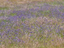 Still from short film "Wind Flowers" (Portugal), (The One Minutes, Sikkens Foundation, 2013)