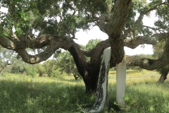 Filmstill performance "Santuário", during the residency at Funadacao Obras, Alentejo, Portugal , May 9 & 10th, 2024, Filmed and edited by Pedro Barral (PT)