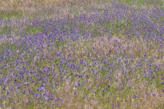 Still from short film "Wind Flowers" (Portugal), (The One Minutes, Sikkens Foundation, 2013)