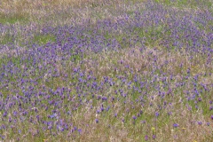 Still from short film "Wind Flowers" (Portugal), (The One Minutes, Sikkens Foundation, 2013)