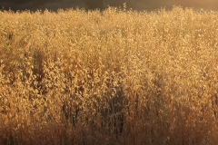 Still from short film "As mais belas flores crescem a beira do abismo (Portugal)", (1 minute, 2014)